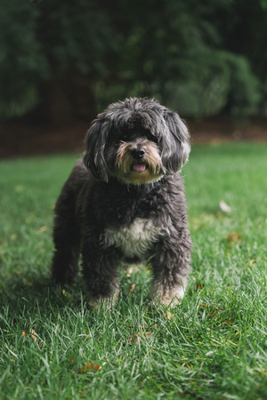 dog parade 2023-005
