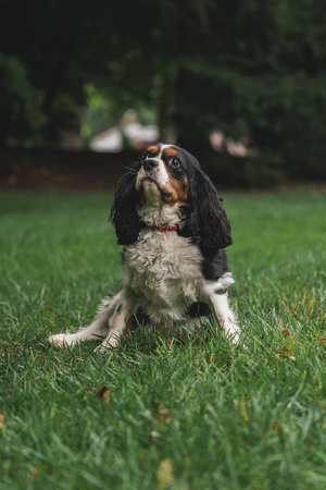 dog parade 2023-012